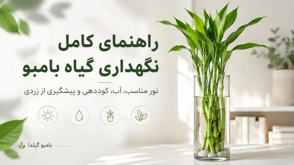راهنمای کامل نگهداری گیاه بامبو در آب؛ نور، آب، کوددهی و درمان زردی بامبو