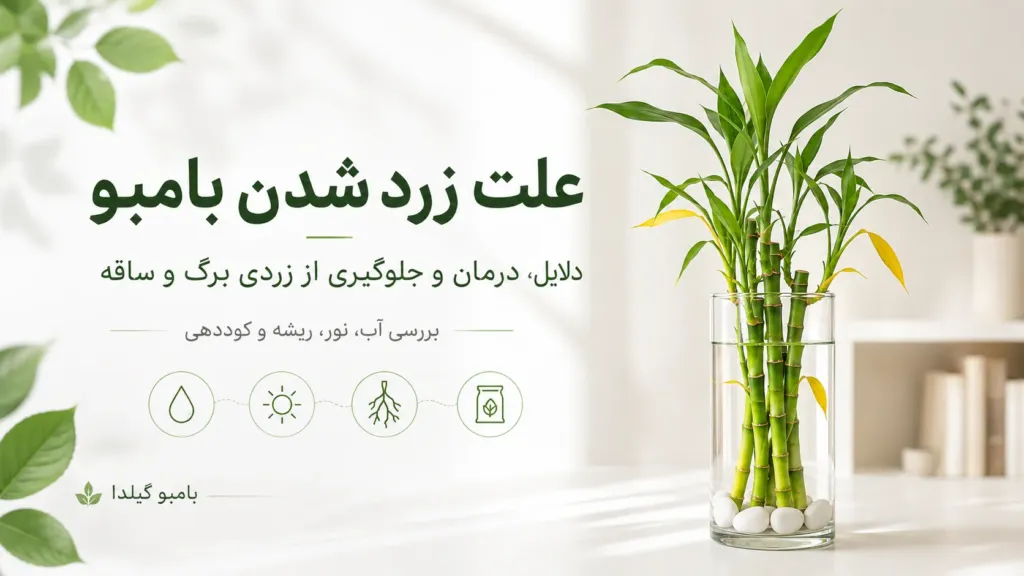 علت زرد شدن بامبو چیست؟ راه‌های درمان و جلوگیری از زردی بامبو