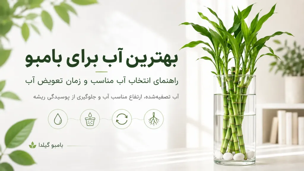 بهترین آب برای بامبو چیست؟ راهنمای انتخاب و تعویض آب