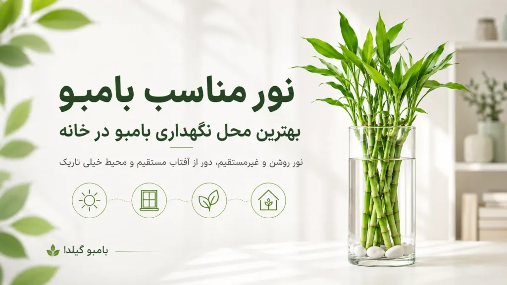 نور مناسب بامبو چقدر است؟ بهترین محل نگهداری بامبو در خانه